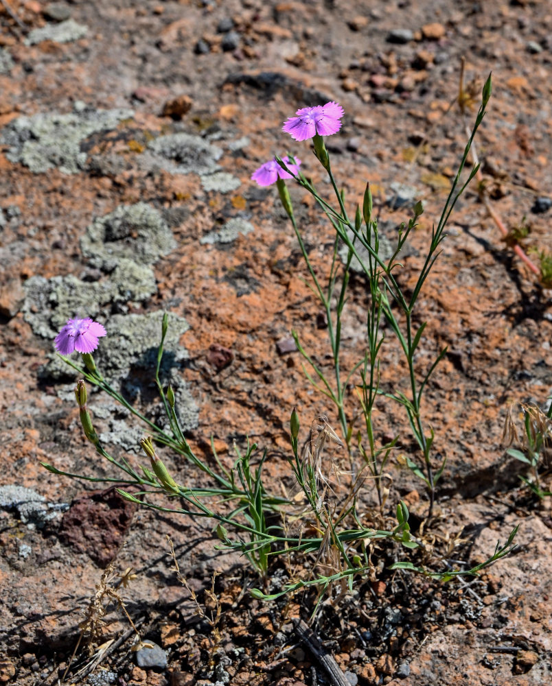 Image of Dianthus caucaseus specimen.