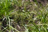 Scirpus radicans. Верхушка растения с соцветиями. Чувашия, Шемуршинский р-н, Национальный парк \"Чаваш вармане\". 22 июня 2010 г.