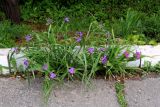 Tradescantia virginiana