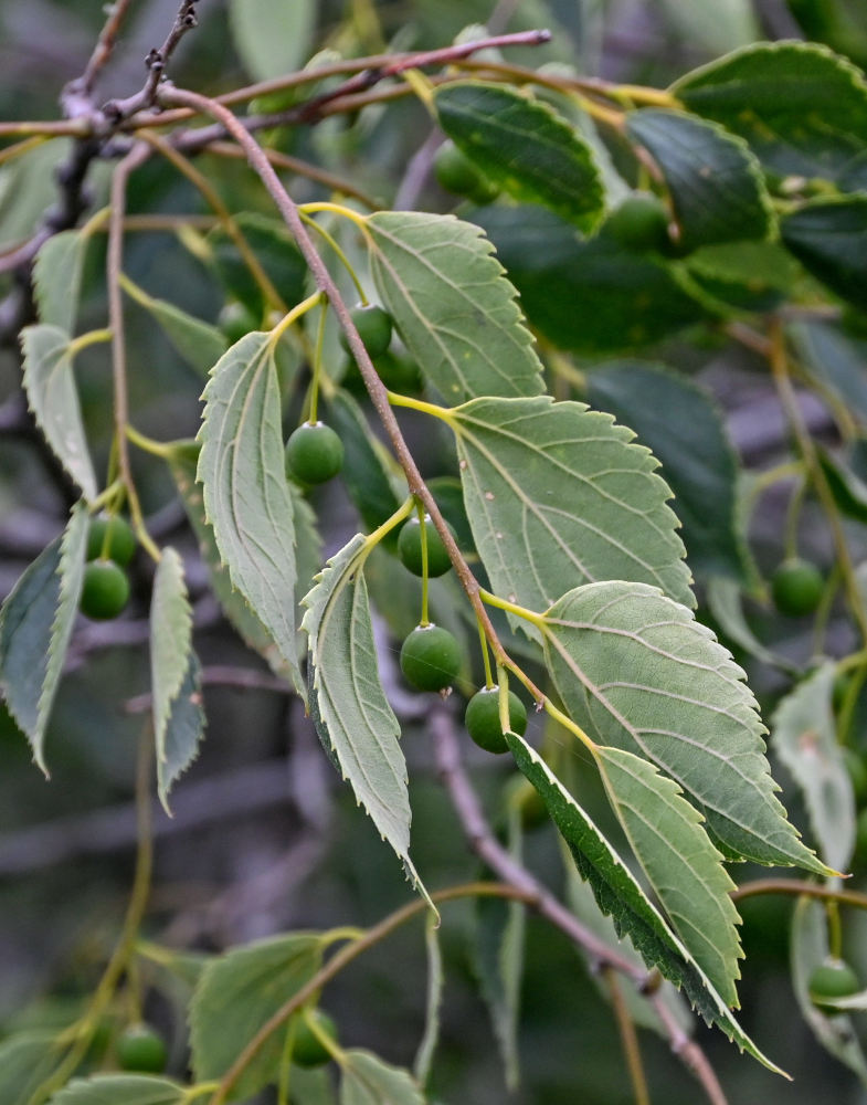 Image of Celtis caucasica specimen.