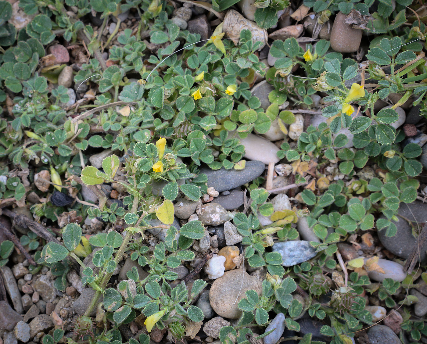 Image of genus Medicago specimen.