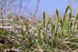 genus Carex. Расцветающее растение. Приморский край, Уссурийский ГО, окр. с. Монакино, широколиственный лес, поляна на сопке. 21.04.2024.