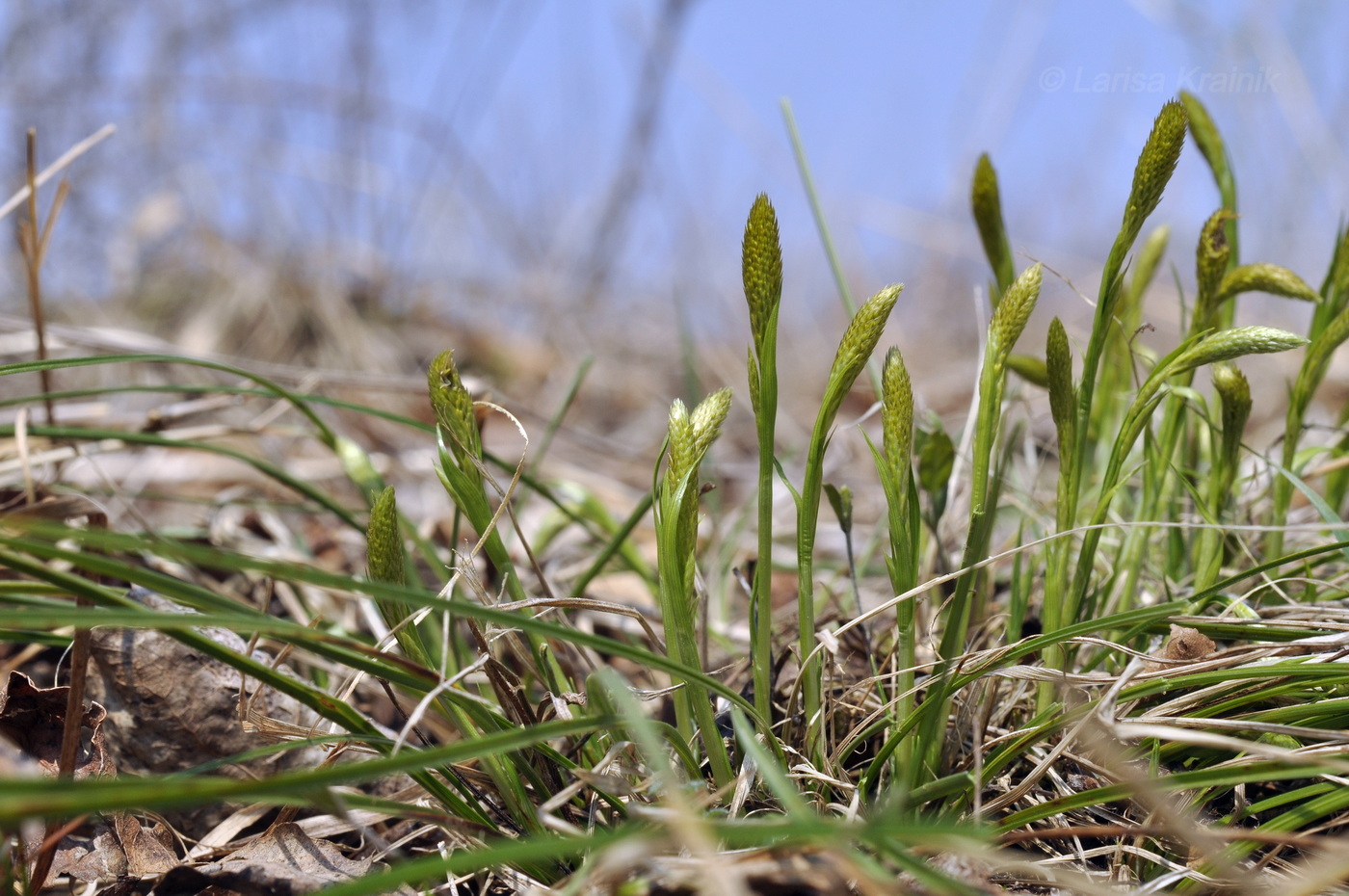 Изображение особи род Carex.