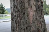 Eucalyptus viminalis. Часть ствола с неотслоившейся корой. Абхазия, Гагрский р-н, с. Лдзаа, озеленение. 13.04.2024.