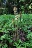 Orobanche pallidiflora