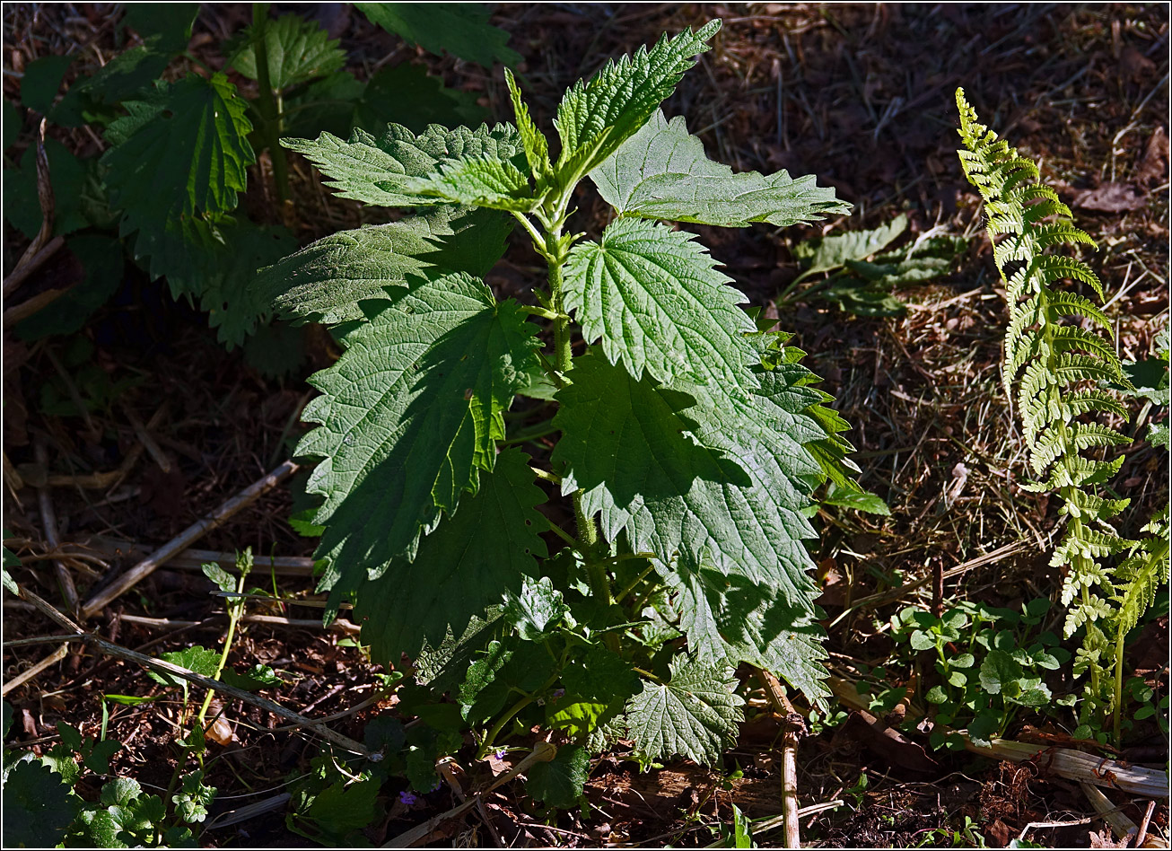 Изображение особи Urtica dioica.