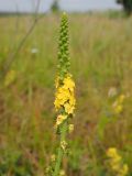 Agrimonia eupatoria