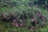 Miscanthus floridulus. Цветущие растения. Китай, провинция Гуанси, рисовые террасы Лунцзи, луговой склон. 30.05.2024.