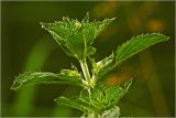 genus Mentha. Листья на верхушке побега. Московская обл., Раменский р-н, окр. дер. Хрипань, садовый участок. 26.06.2024.