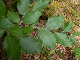 Fagus × taurica. Верхушка веточки прикорневого отростка. Крым, городской округ Алушта, окр. Ангарского перевала, лес рядом с просекой под ЛЭП. 27.05.2024.