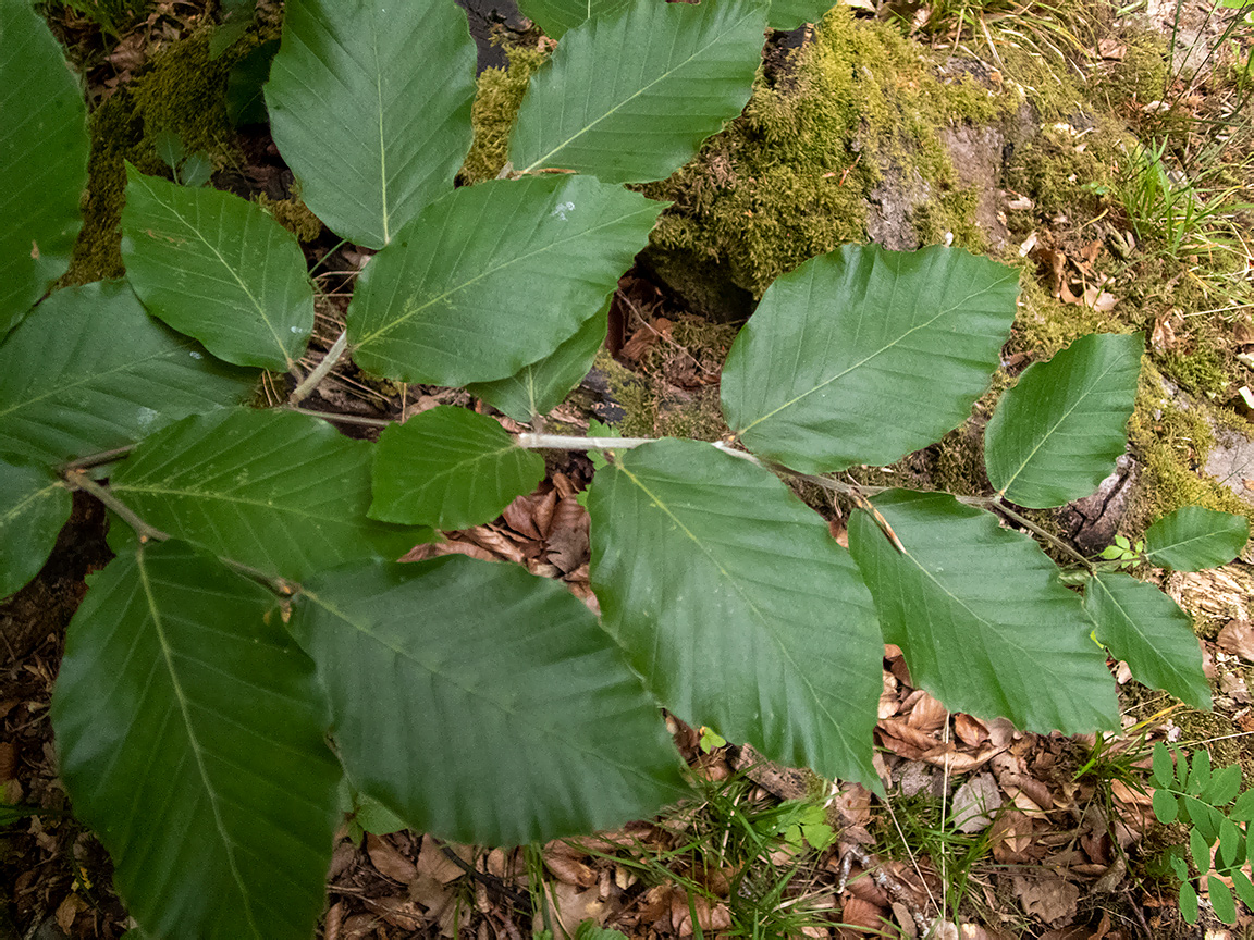 Изображение особи Fagus × taurica.