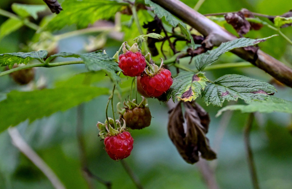 Изображение особи Rubus idaeus.