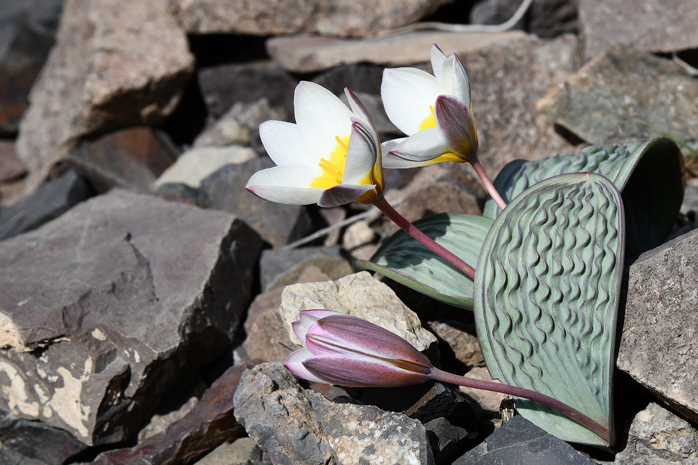 Изображение особи Tulipa regelii.