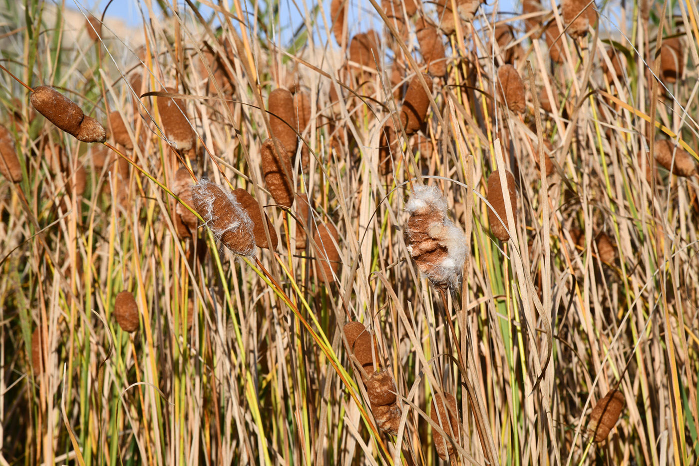 Изображение особи Typha minima.