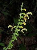 Salvia glutinosa. Верхушка цветущего и плодоносящего растения. Краснодарский край, Адлерский р-н, Краснополянский поселковый округ, горнолыжный курорт \"Роза Хутор\", экотропа, широколиственный лес. 10.09.2023.