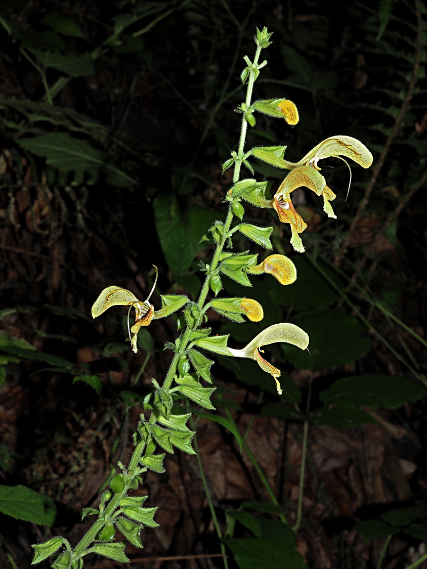 Изображение особи Salvia glutinosa.