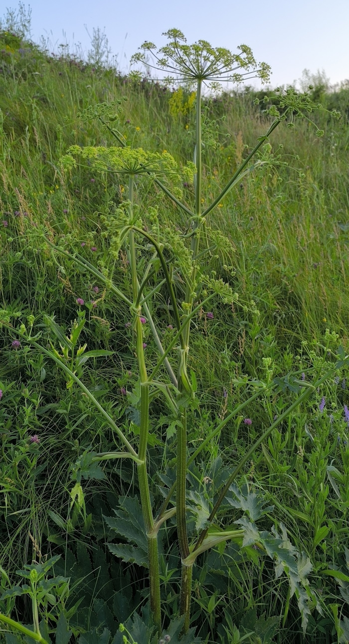 Image of Heracleum sibiricum specimen.