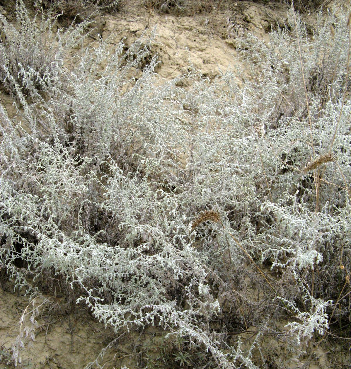 Image of Artemisia lercheana specimen.