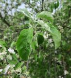 Malus domestica. Верхушка побега. Московская обл., Павлово-Посадский ГО, г. Электрогорск, в культуре. 18.05.2025.