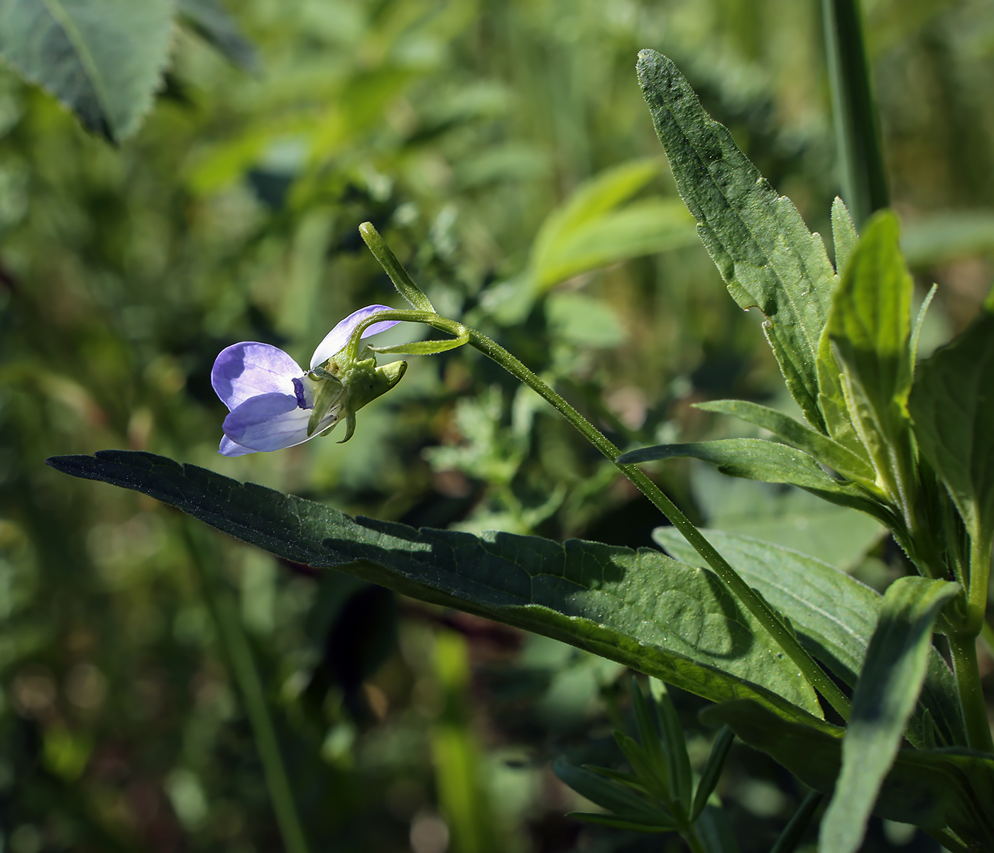 Image of Viola elatior specimen.