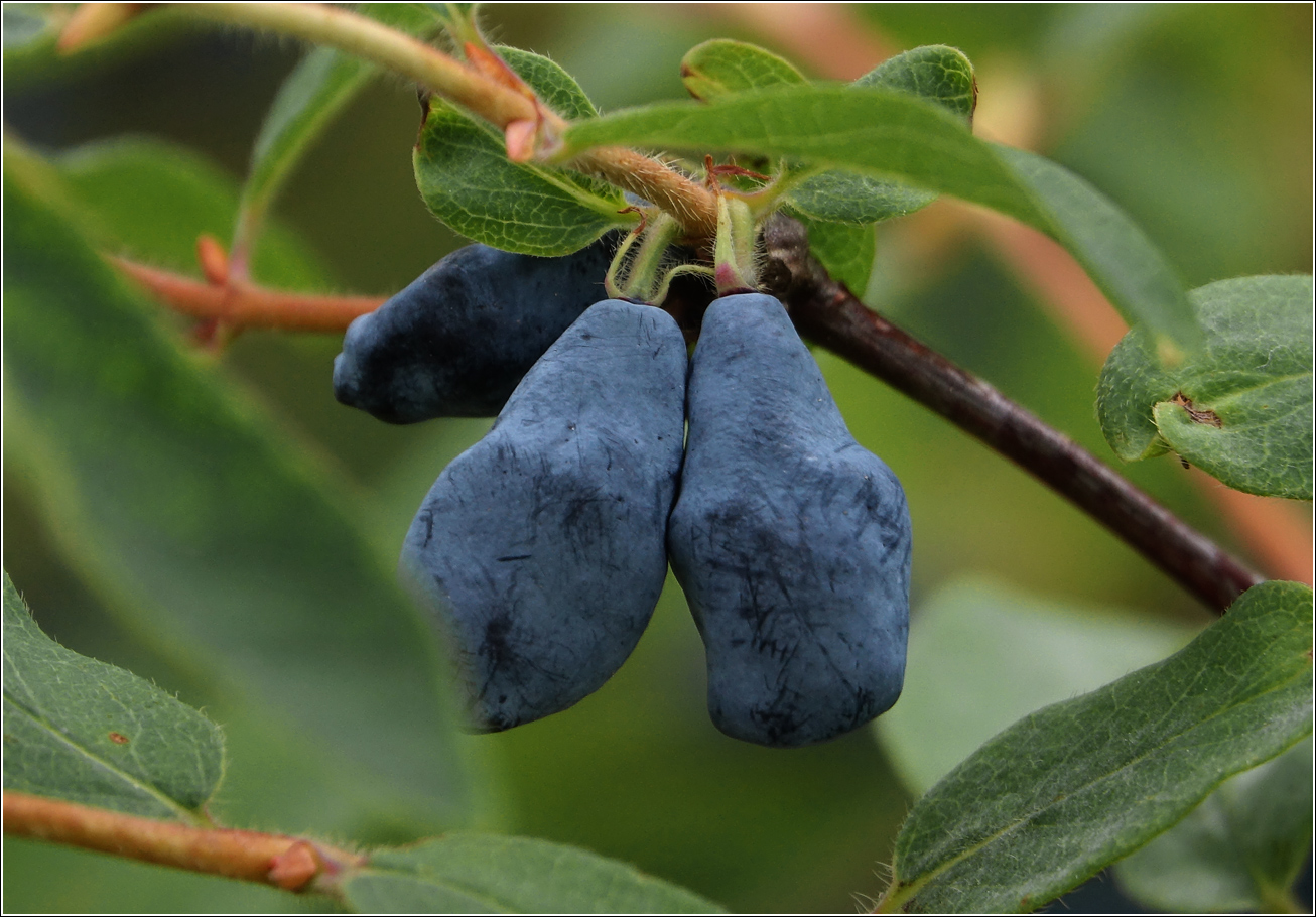 Image of Lonicera edulis specimen.
