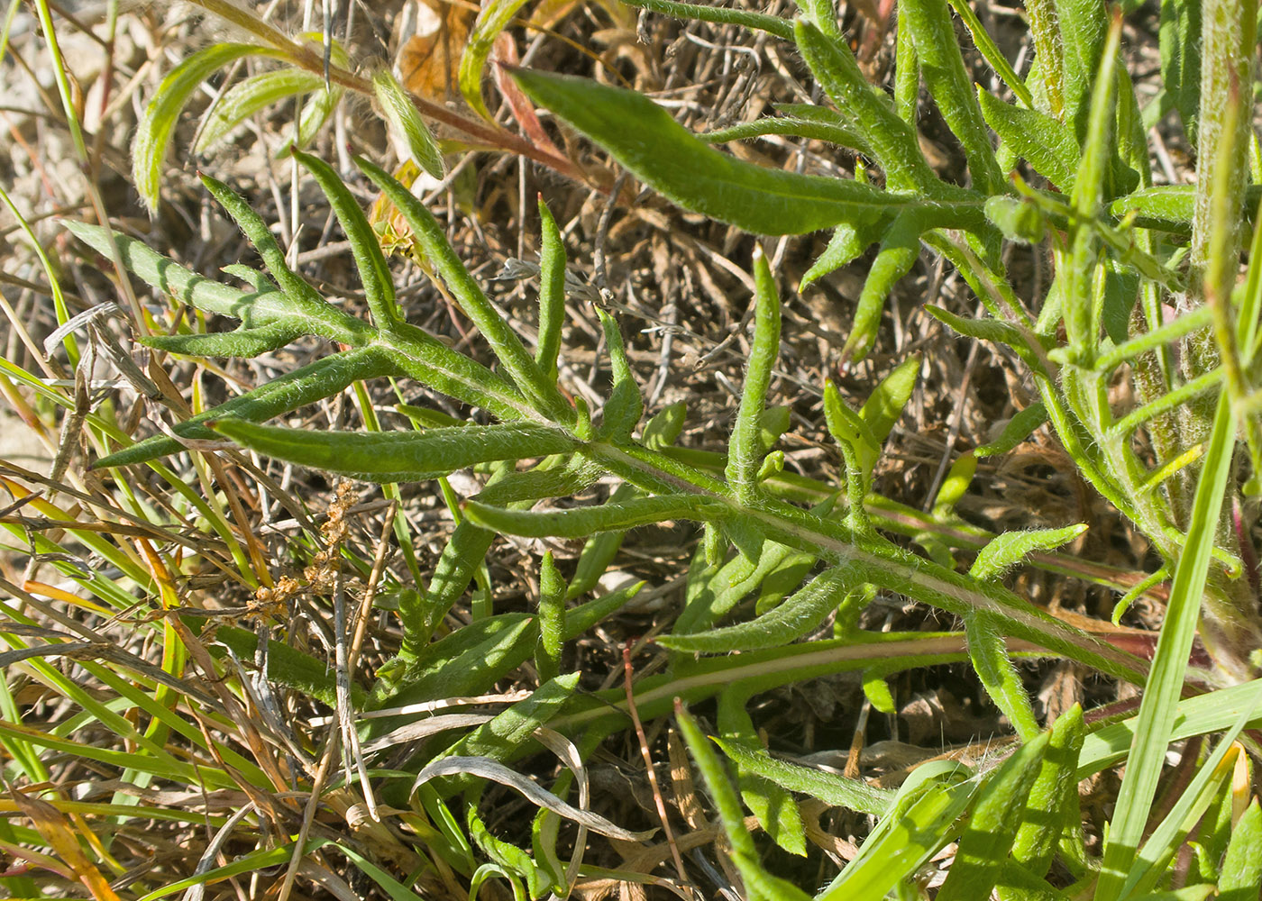 Image of Jurinea blanda specimen.