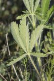 Potentilla recta