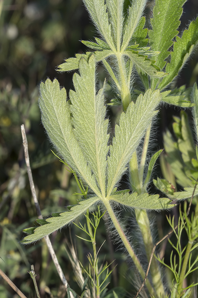 Image of Potentilla recta specimen.