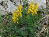 View full-size image Corydalis gortschakovii