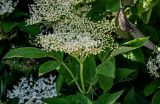 Sambucus nigra