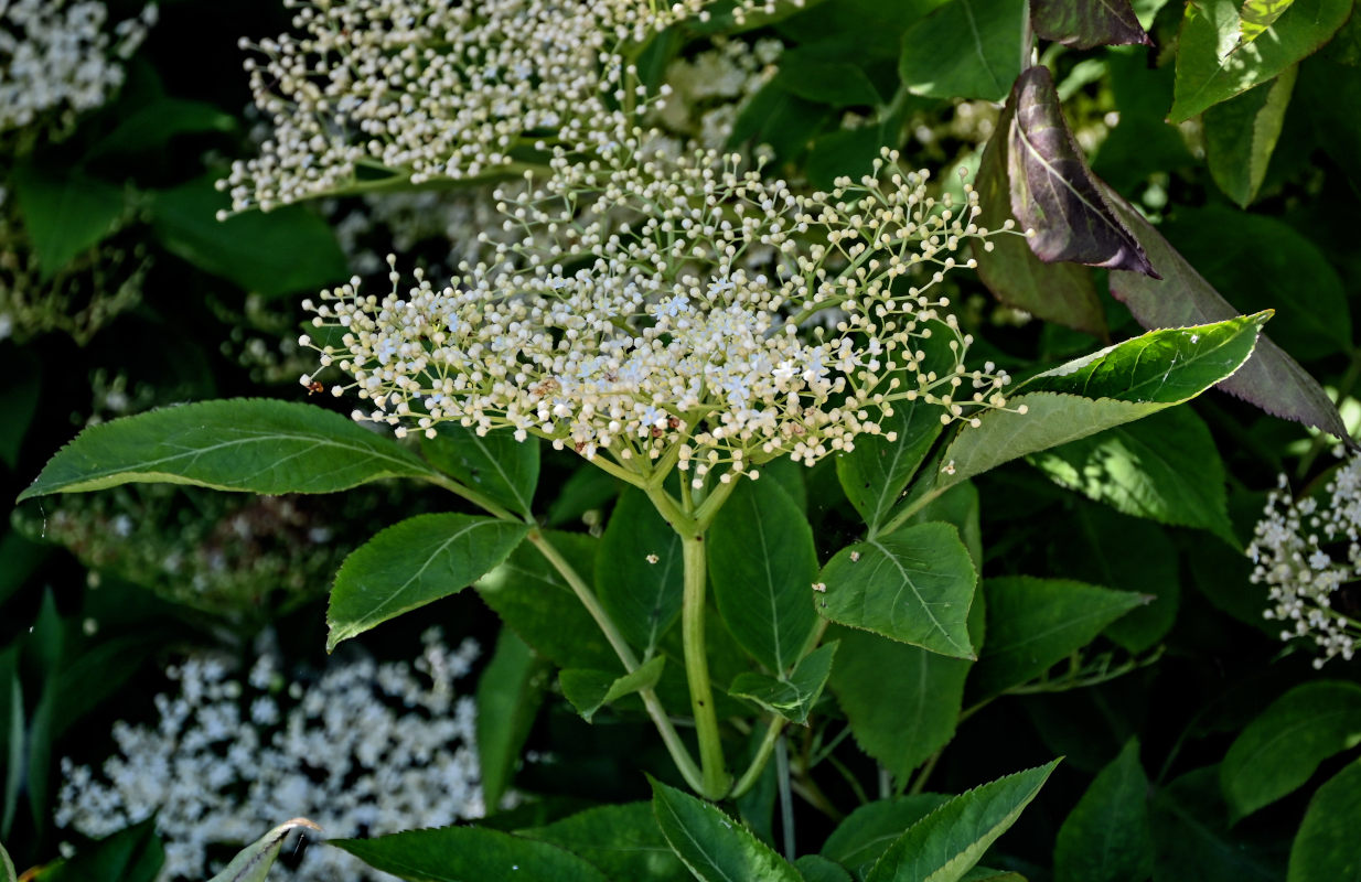 Изображение особи Sambucus nigra.