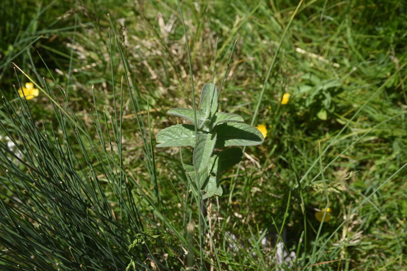 Image of Mentha longifolia specimen.