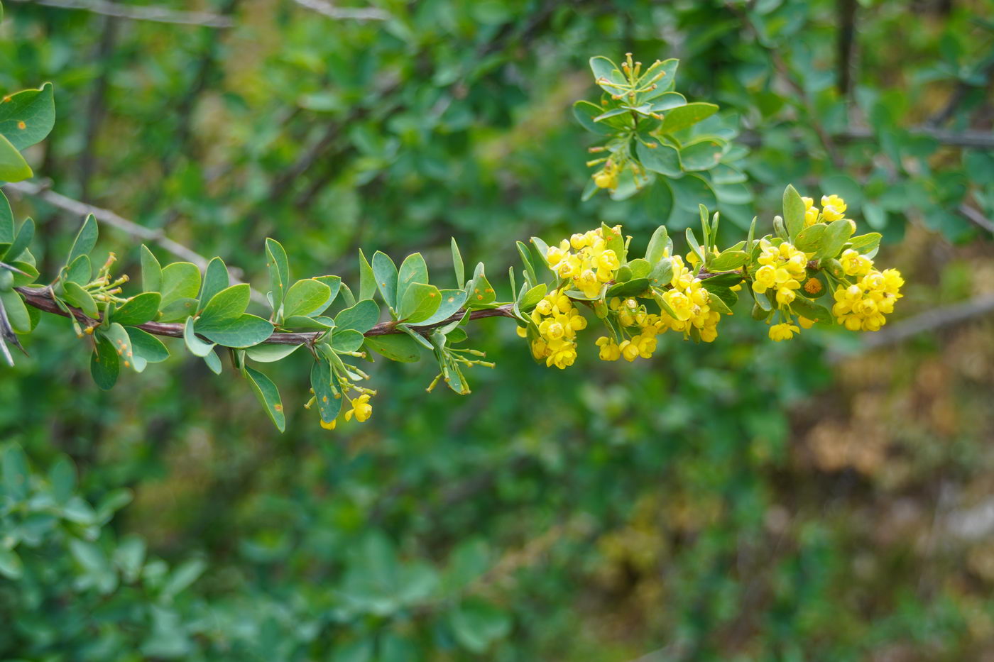 Изображение особи Berberis integerrima.