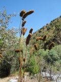 Sanguisorba alpina. Верхушки побегов с соплодиями. Казахстан, Жамбылская обл., Жуалынский р-н, запов. \"Аксу-Джабаглы\"; Таласский Алатау, ущ. Коксай, ≈ 2150 м н.у.м., разреженный тугай у берега речки. 16 августа 2025 г.