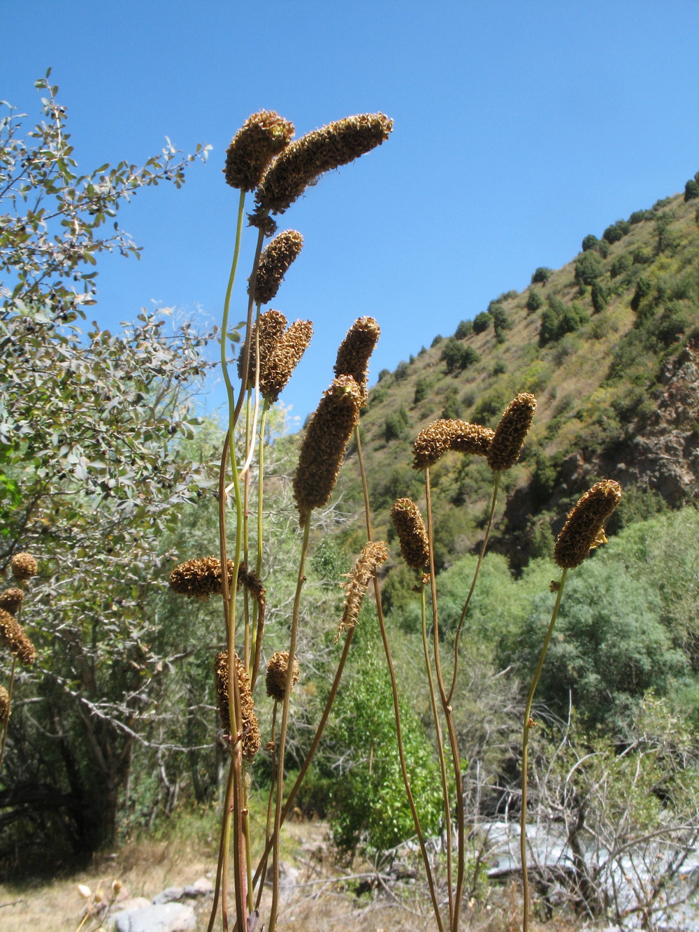 Image of Sanguisorba alpina specimen.
