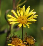 Image of taxon representative. Author is Вера Волкотруб