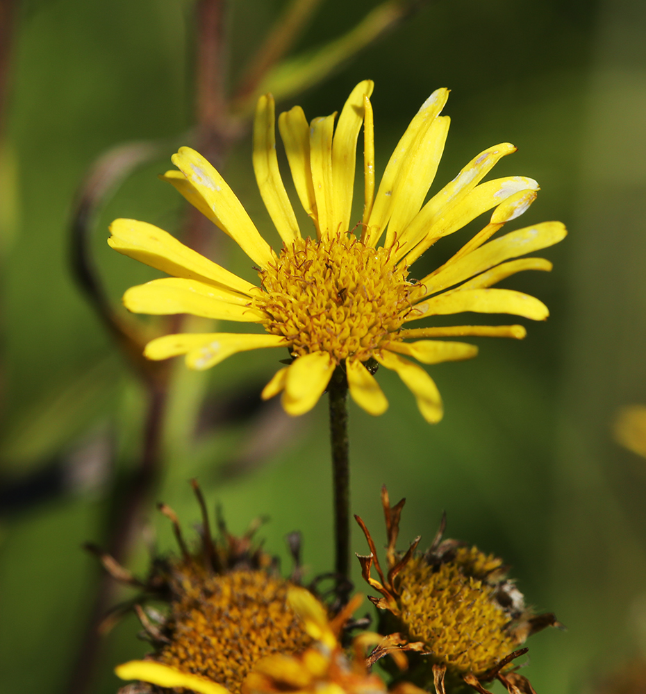Image of Inula linariifolia specimen.
