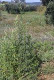 род Bidens. Цветущее растение в сообществе с Atriplex patula. Испания, Каталония, пров. Жирона, комарка Баш Эмпорда, муниципалитет Калонже, залежь. 14.09.2025.