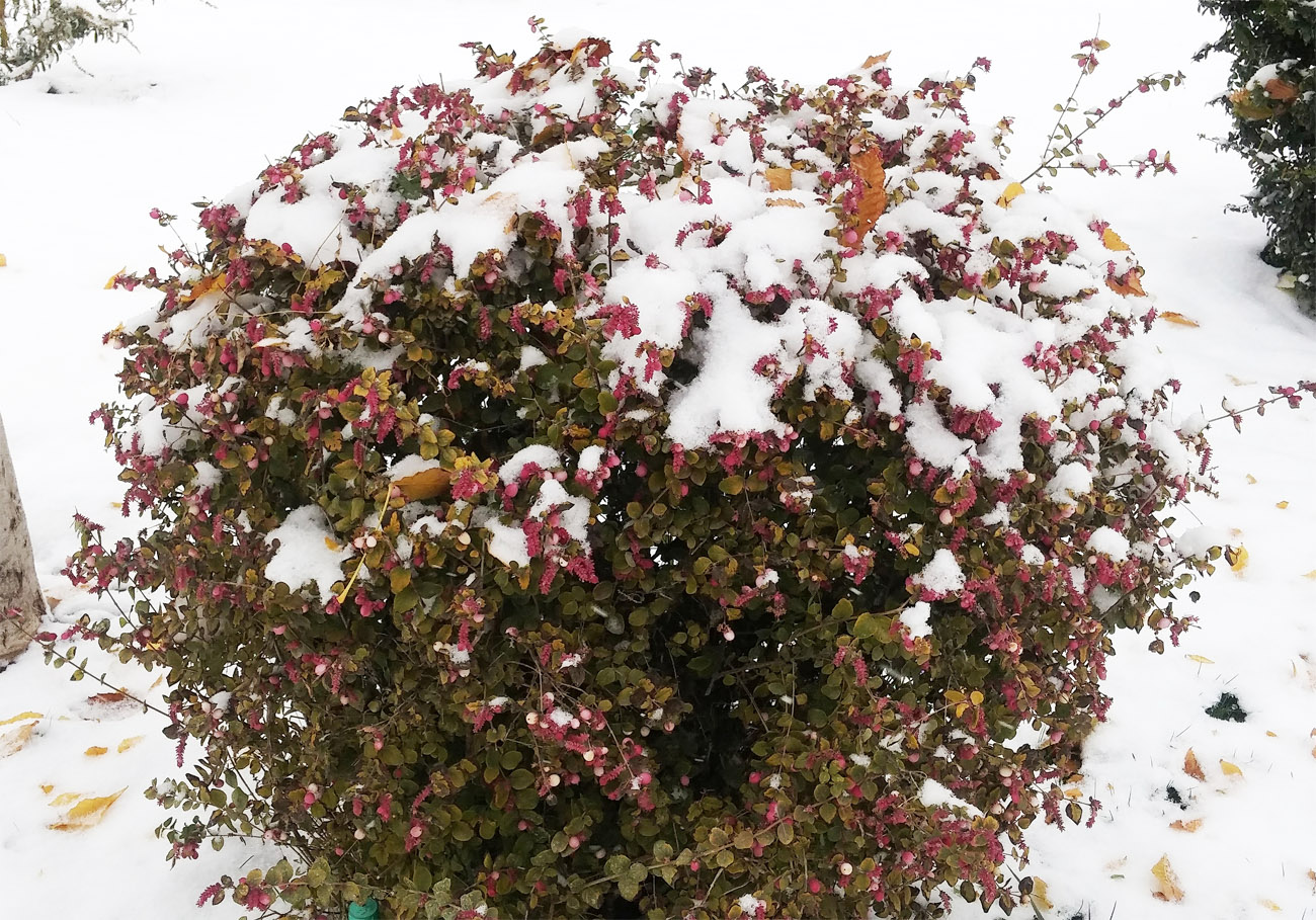 Изображение особи Symphoricarpos &times; chenaultii.