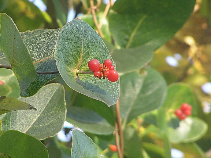 Image of Lonicera &times; tellmanniana specimen.