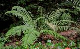 Dryopteris affinis. Спороносящее растение. Португалия, о-в Мадейра, национальный парк \"Рибейру-Фриу\", ≈ 1400 м н.у.м., лавровый лес. 20.08.2025.