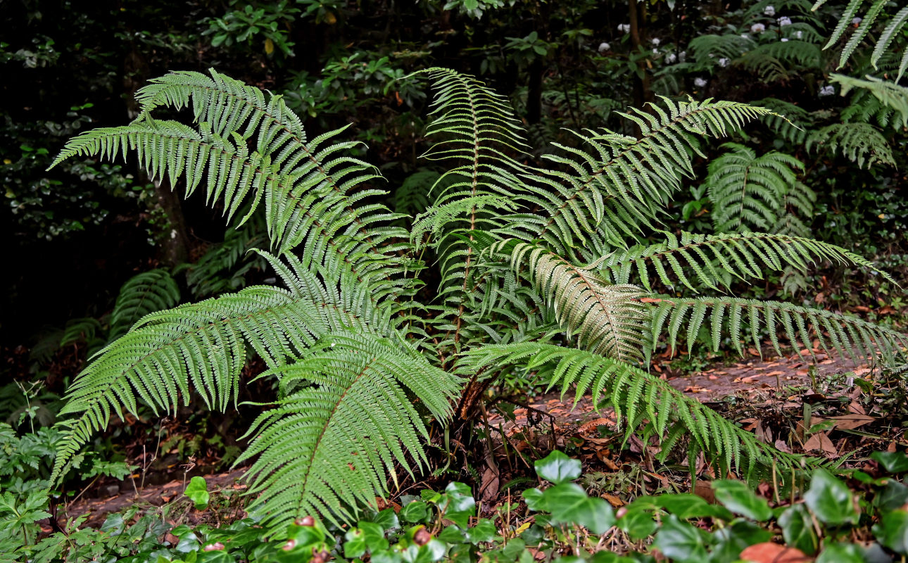 Изображение особи Dryopteris affinis.