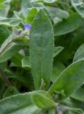 Nonea versicolor