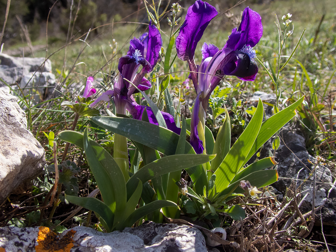 Изображение особи Iris pumila.