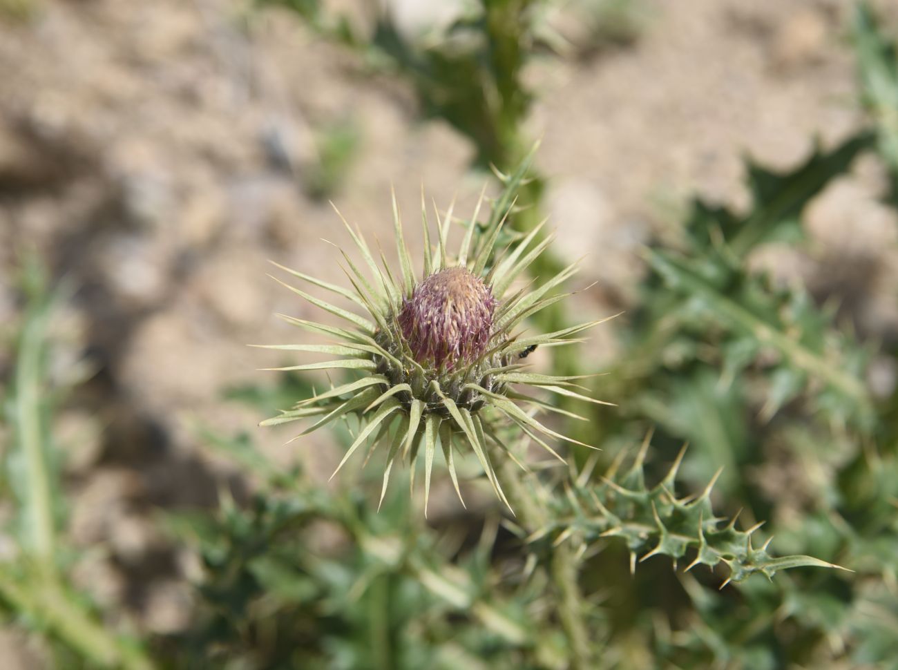 Изображение особи род Carduus.