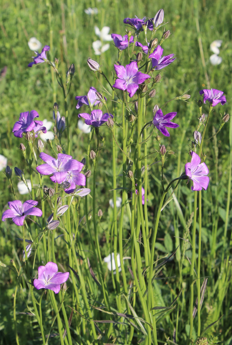 Изображение особи Campanula patula.