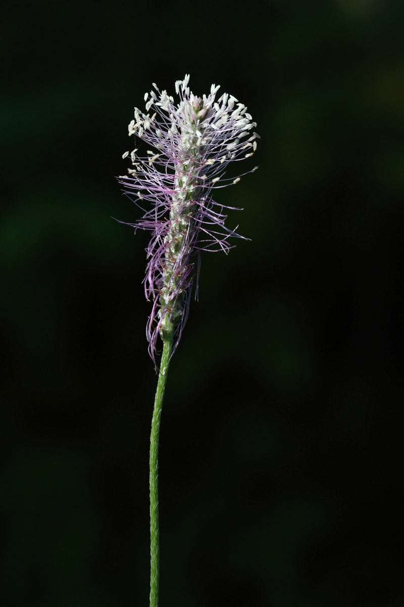Image of Plantago media specimen.