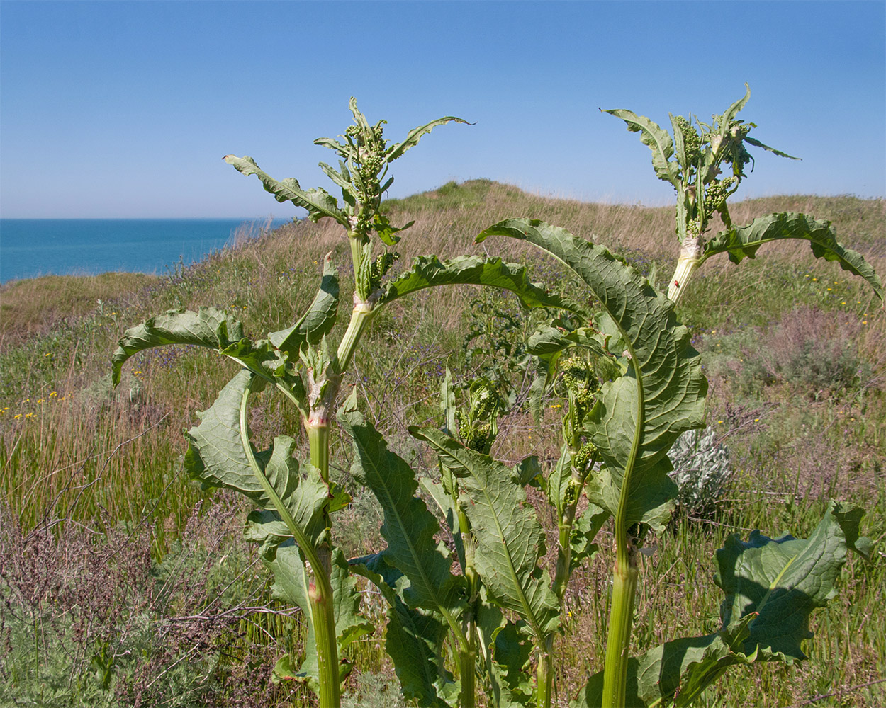Image of Rumex patientia ssp. orientalis specimen.