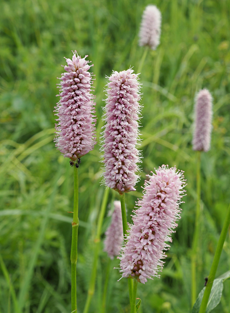 Изображение особи Bistorta officinalis.