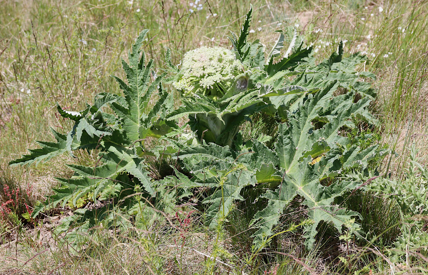Изображение особи Heracleum grandiflorum.